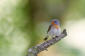 Mindre flugsnappare / Red-breasted Flycatcher 