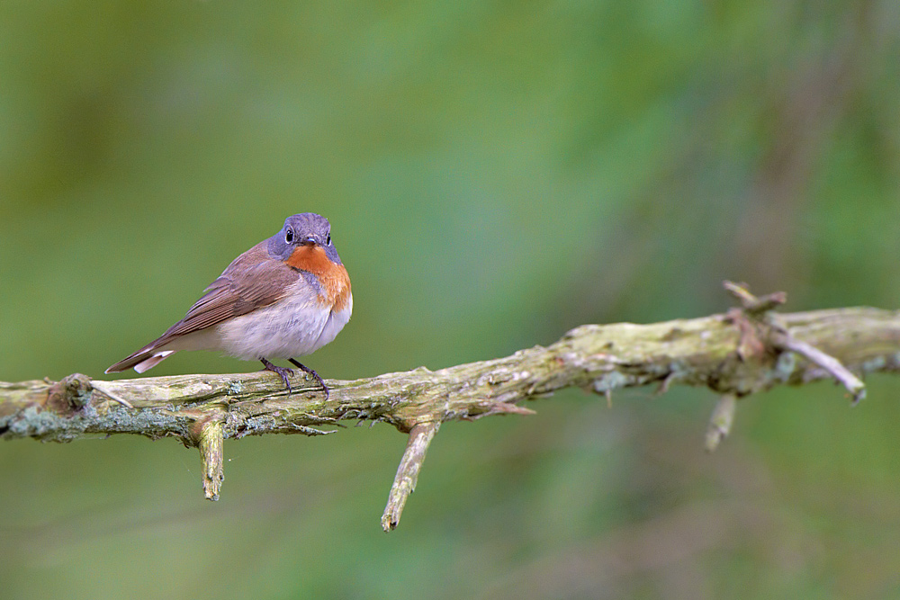 Mindre flugsnappare / Red-breasted Flycatcher 