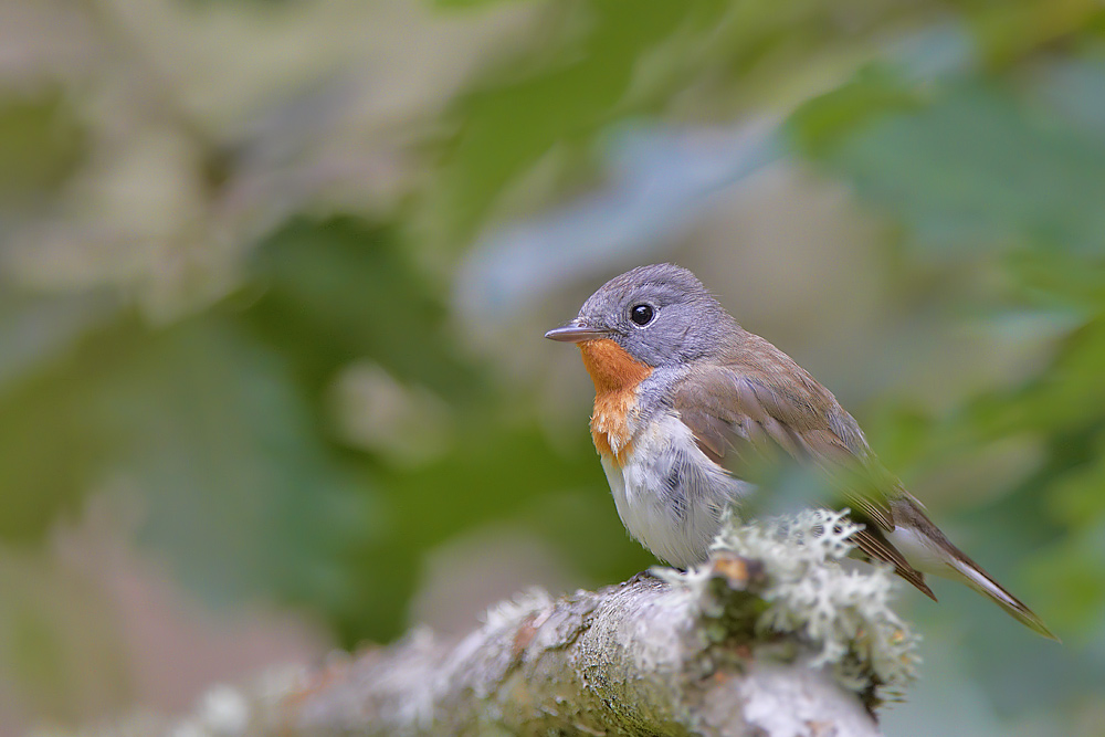 Mindre flugsnappare / Red-breasted Flycatcher Ficedula parva 