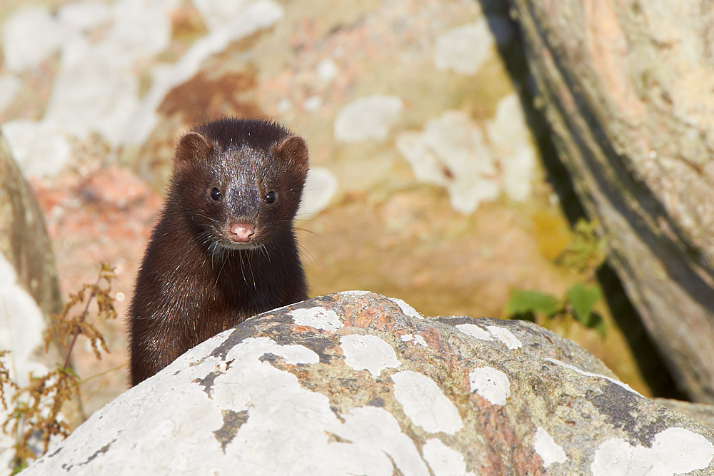 Mink Mustela vison