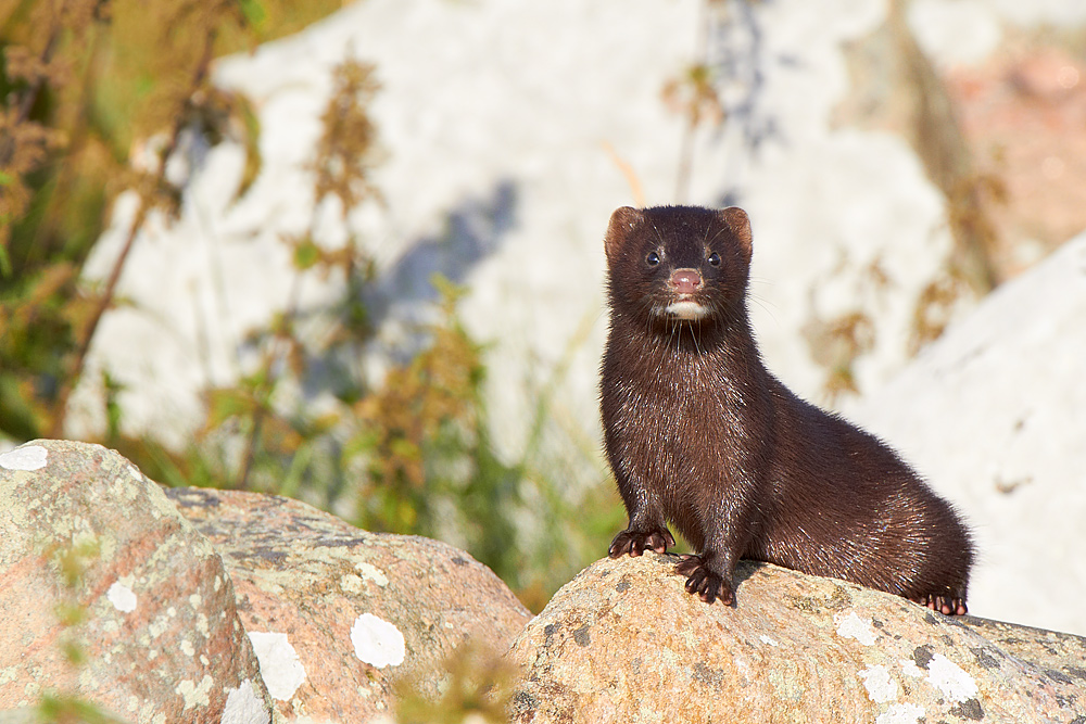 Mink Mustela vison