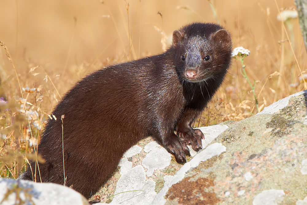 Mink Mustela vison