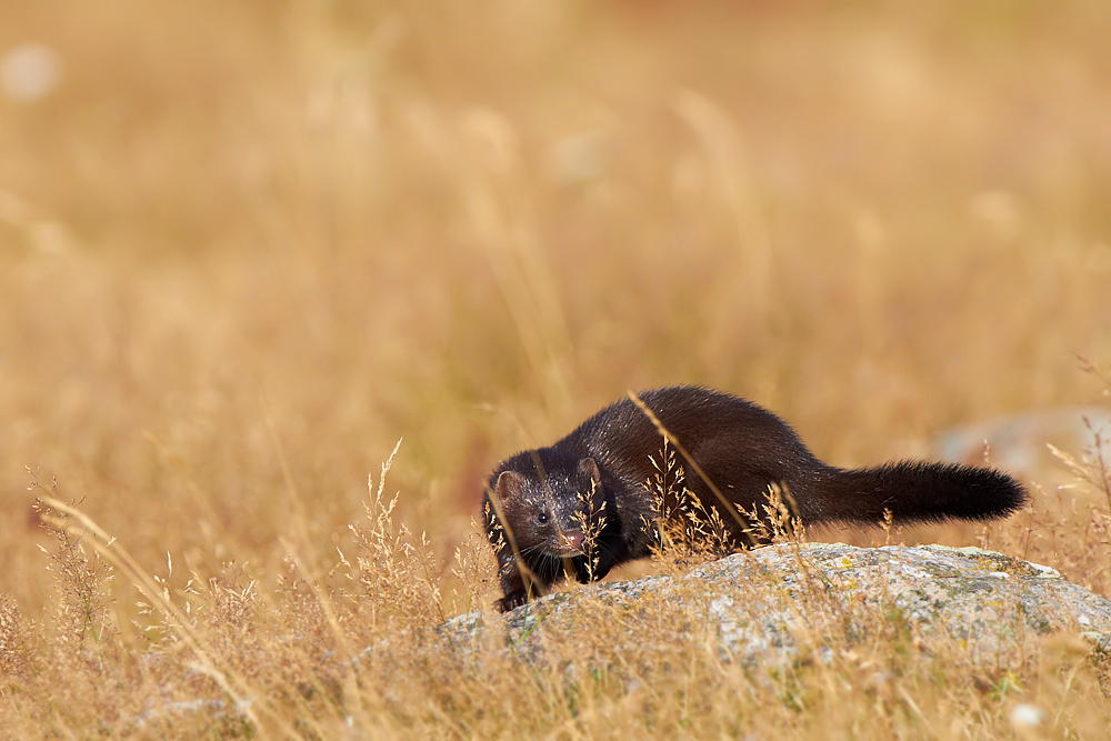 Mink Mustela vison