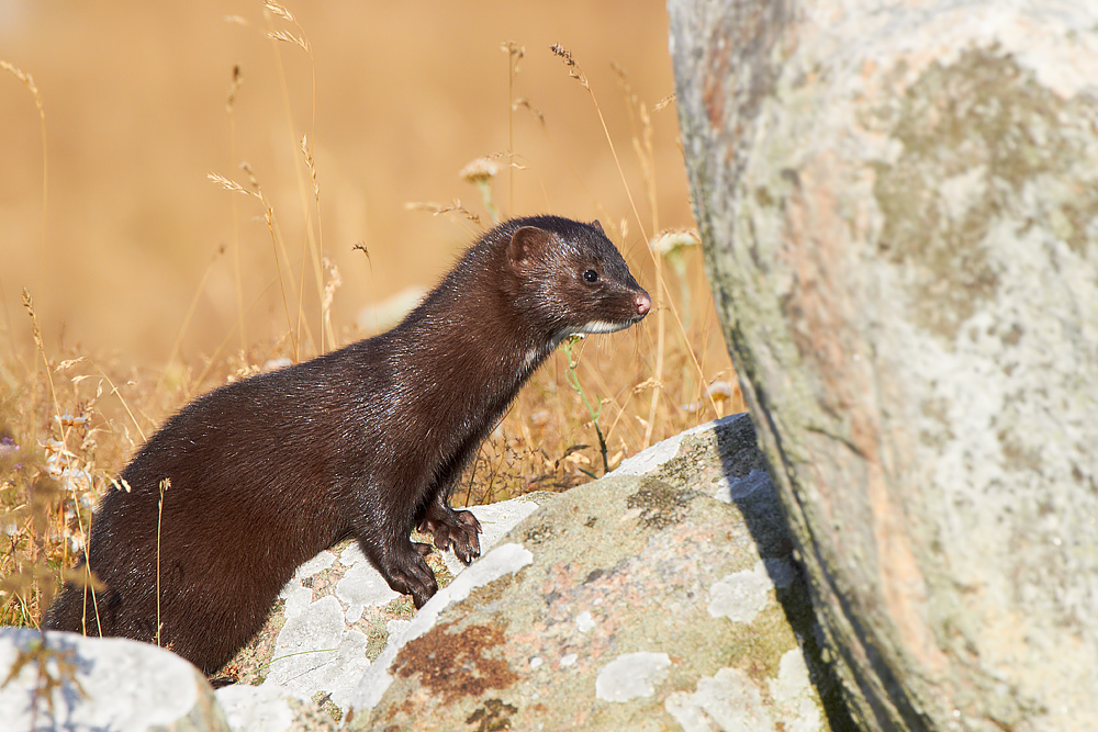 Mink Mustela vison