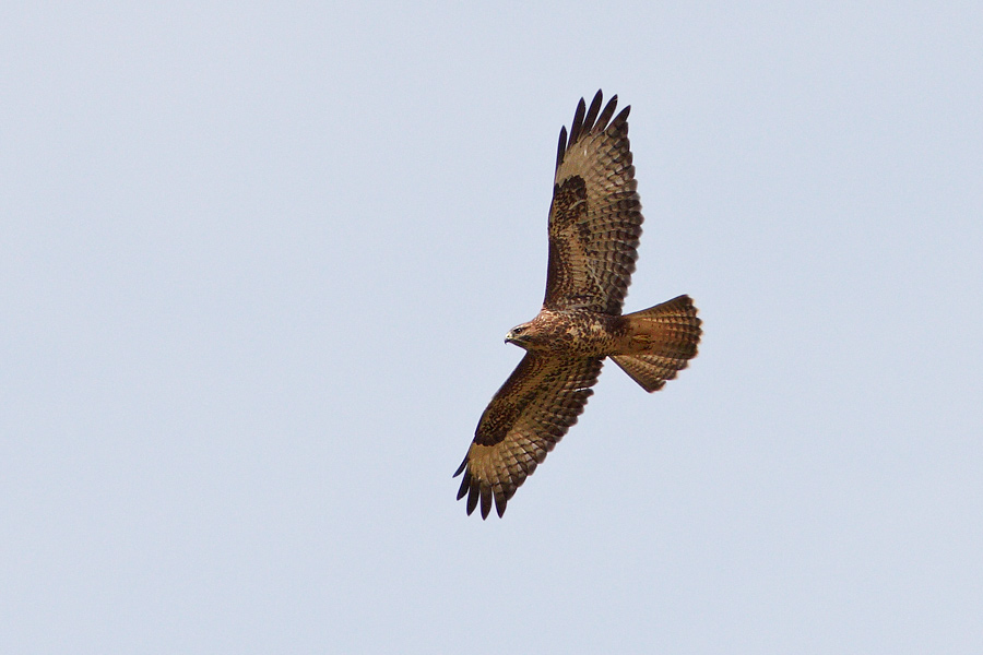 Ormvrk / Common Buzzard Buteo buteo