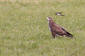 Ormvrk / Common Buzzard Buteo buteo