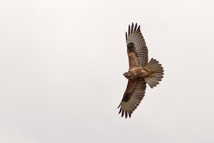 Ormvrk / Common Buzzard Buteo buteo