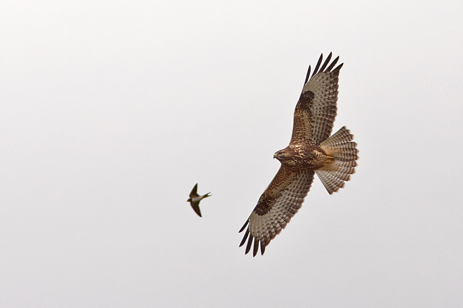 Ormvrk / Common Buzzard Buteo buteo