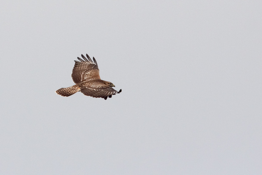 Ormvrk / Common Buzzard Buteo buteo