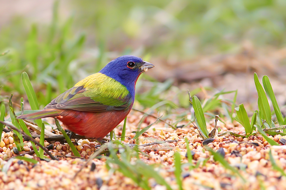 Painted Bunting Passerina ciris 