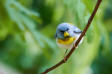 Northern Parula Parula americana