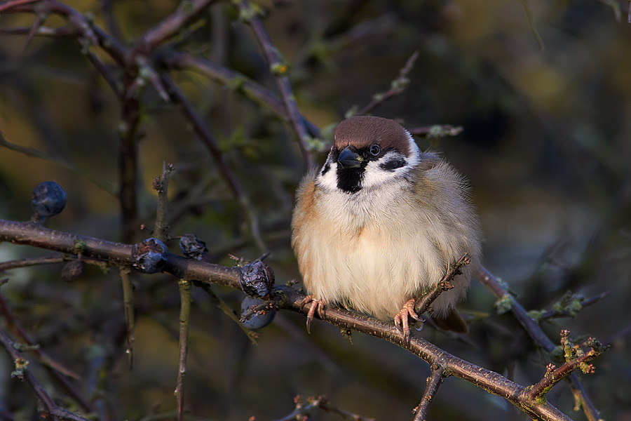 Pilfink / Tree Sparrow Passer montanus 