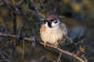 Pilfink / Tree Sparrow Passer montanus 