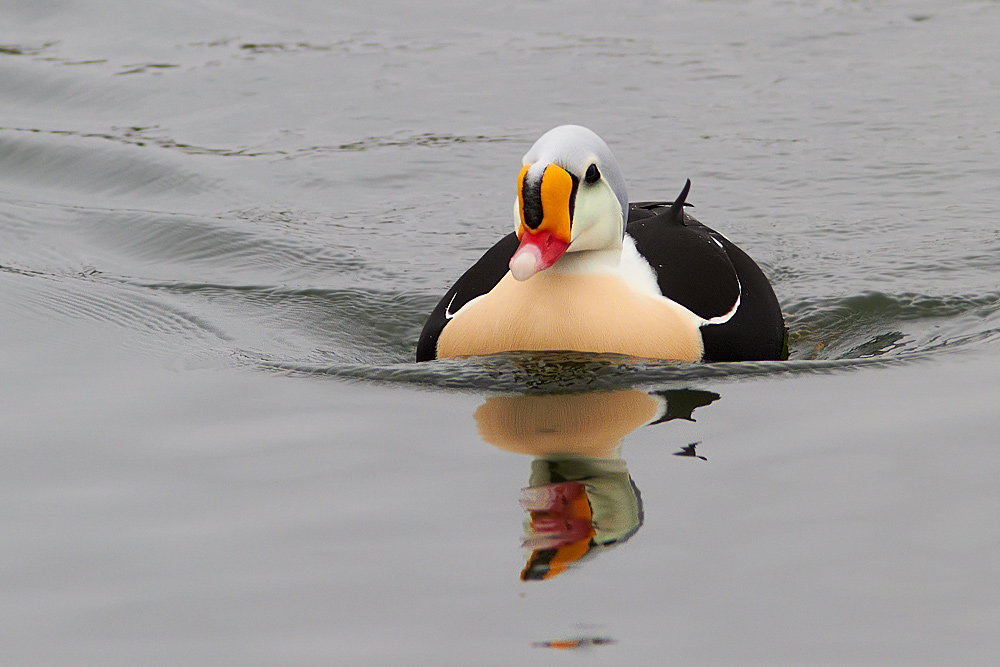 Praktejder / King Eider Somateria spectabilis 