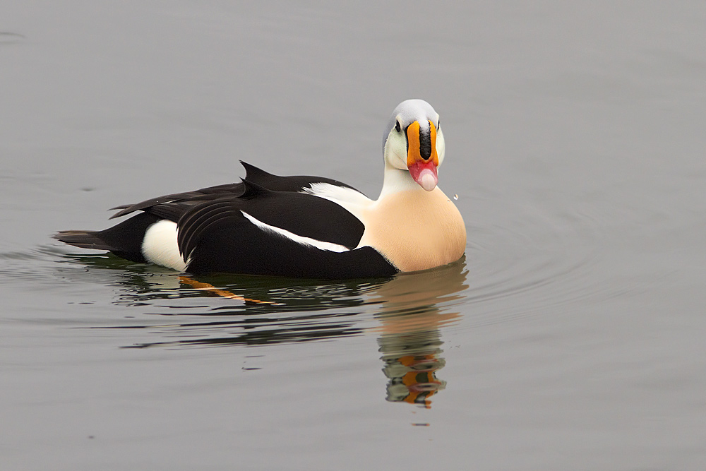 Praktejder / King Eider Somateria spectabilis 