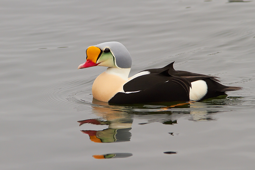 Praktejder / King Eider Somateria spectabilis 