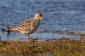 Prrielpare / Buff-breasted Sandpiper Tryngites subruficollis 