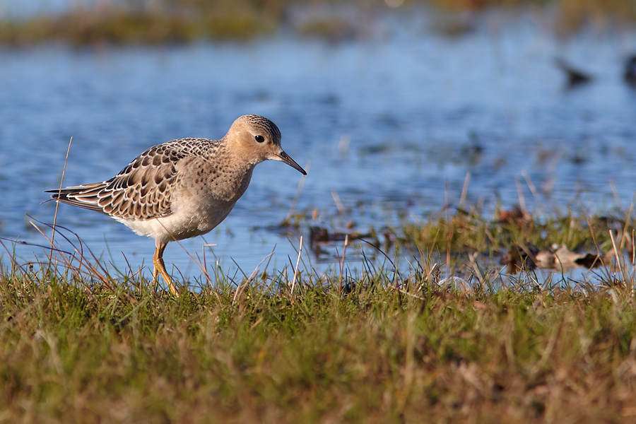 Prrielpare / Buff-breasted Sandpiper Tryngites subruficollis 