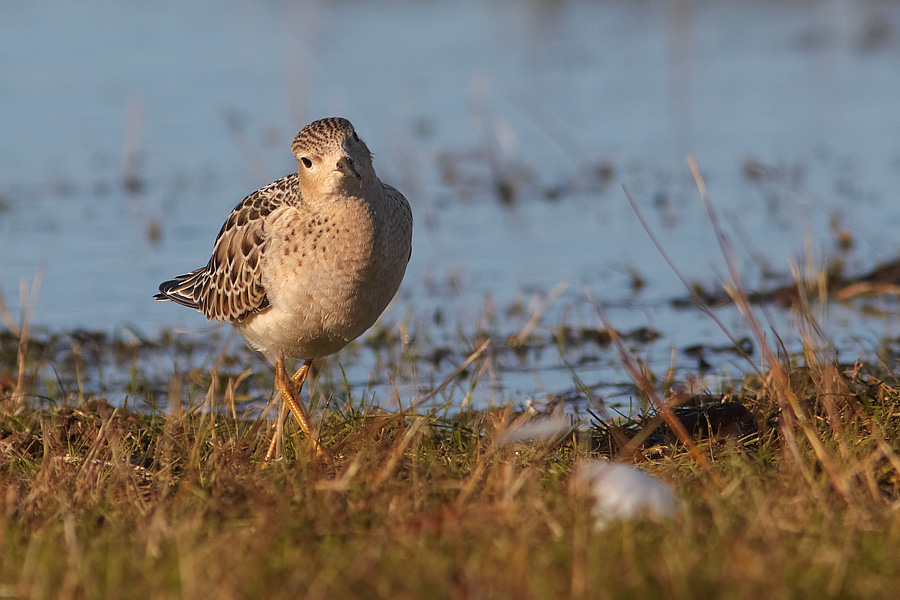 Prrielpare / Buff-breasted Sandpiper Tryngites subruficollis 