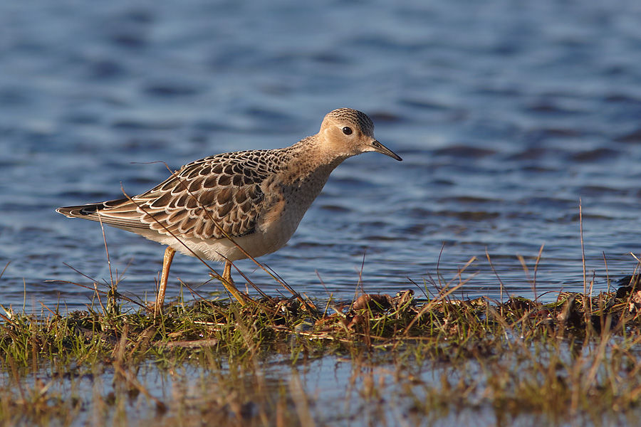 Prrielpare / Buff-breasted Sandpiper Tryngites subruficollis 