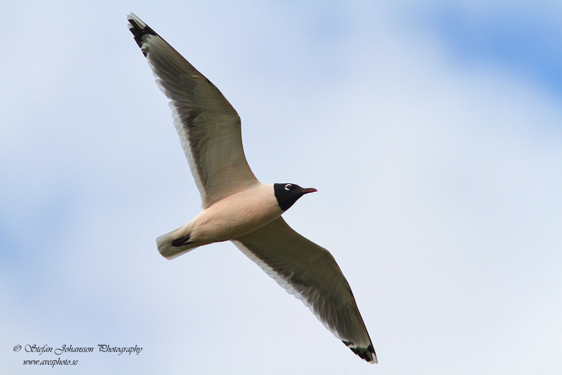 Prriems / Franklin's Gull 