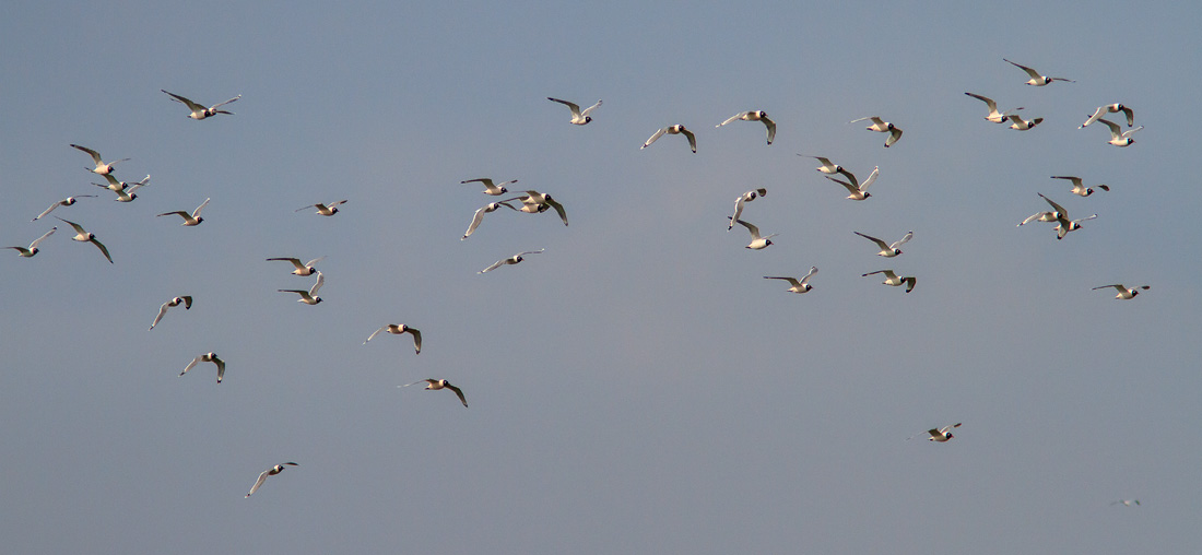 Prriems / Franklin's Gull 