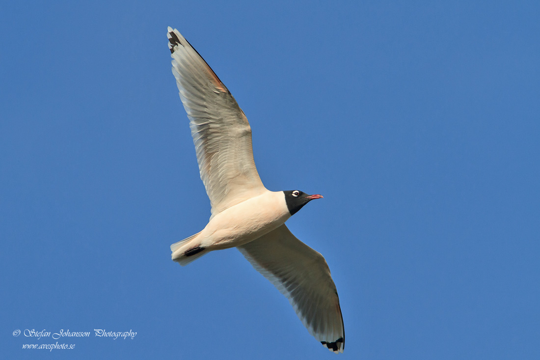 Prriems / Franklin's Gull 