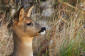 Rdjur / Roe Deer Capreolus capreolus