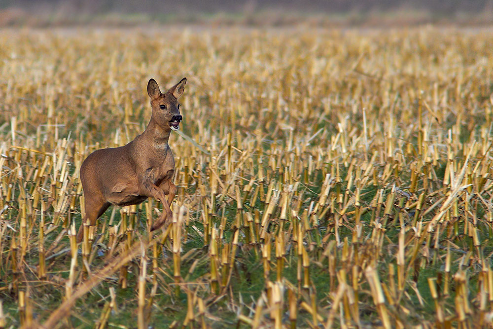 Rdjur / Roe Deer Capreolus capreolus