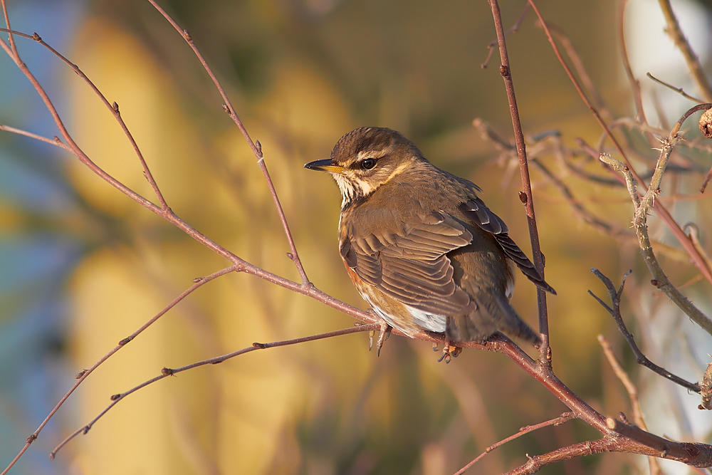 Rdvingetrast / Redwing Turdus iliacus