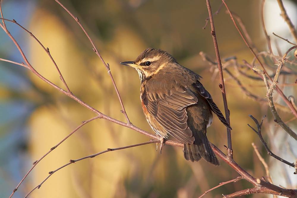 Rdvingetrast / Redwing Turdus iliacus