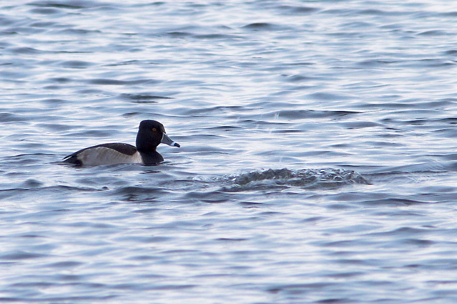 Ringand / Ring-necked Duck Aythya collaris