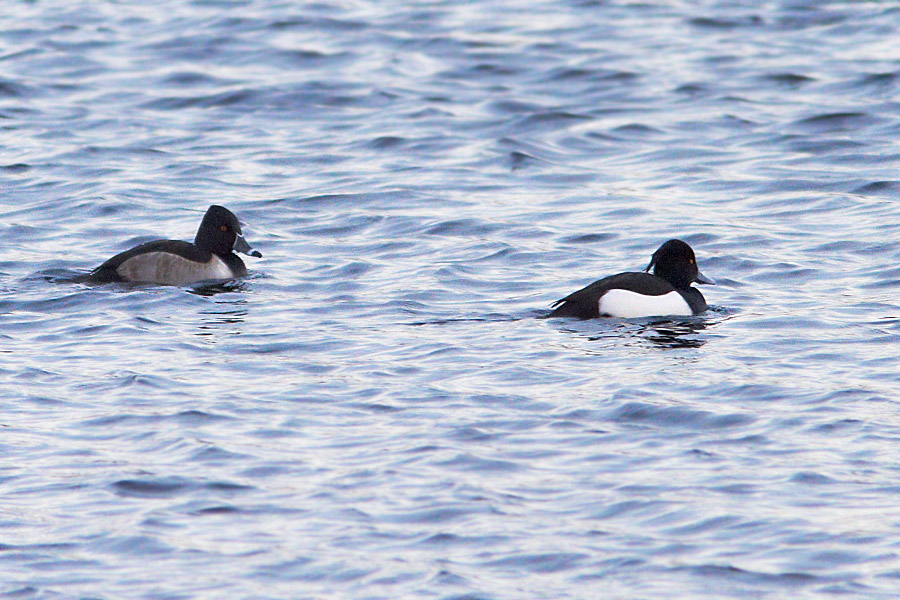 Ringand / Ring-necked Duck Aythya collaris