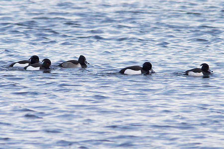 Ringand / Ring-necked Duck Aythya collaris