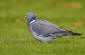 Ringduva / Woodpigeon Columba palumbus 