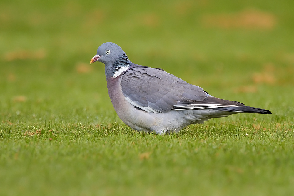 Ringduva / Woodpigeon Columba palumbus 