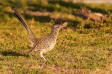 Strre tuppgk / Greater Roadrunner Geococcyx californianus