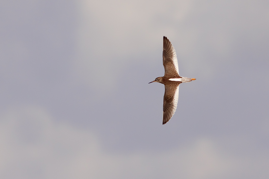 Rdbena / Redshank Tringa totanus