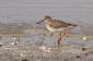 Rdbena / Redshank Tringa totanus