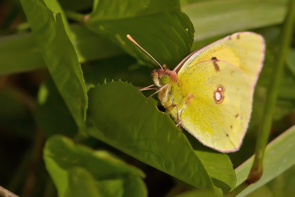 Rdgul hfjril / Clouded Yellow Colias croceus