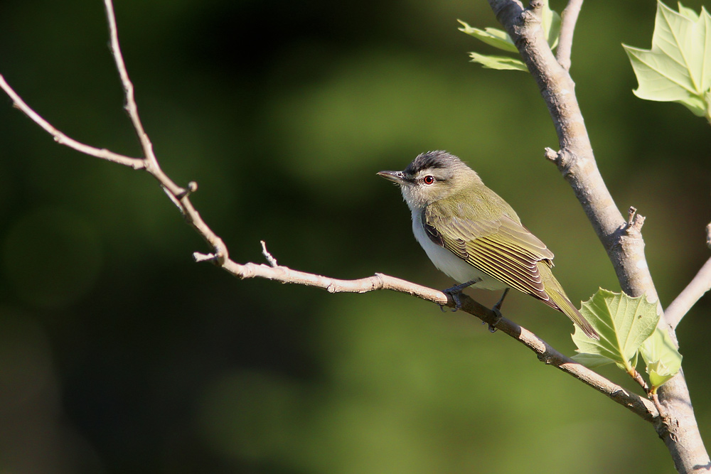 Rdgd vireo / Red-eyed Vireo Vireo olivaceusRdgd vireo / Red-eyed Vireo Vireo olivaceus