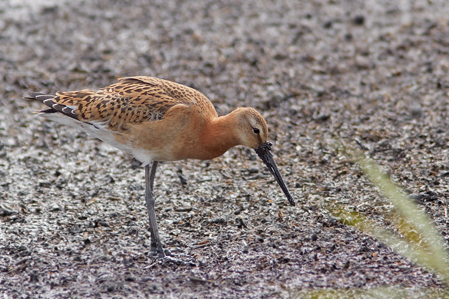 Islndsk rdspov / Black-tailed Godwit Limosa limosa islandica 