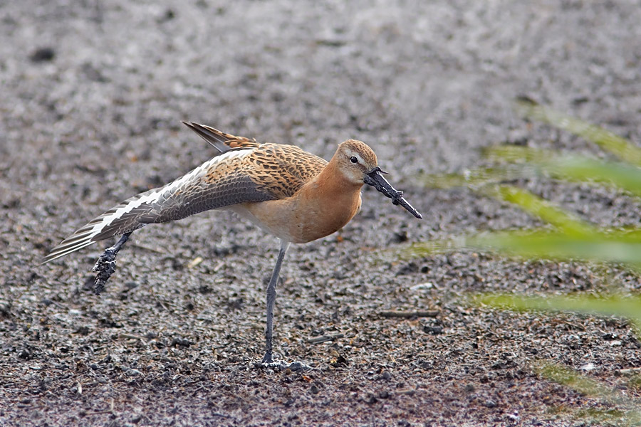 Islndsk rdspov / Black-tailed Godwit Limosa limosa islandica 