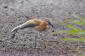 Islndsk rdspov / Black-tailed Godwit Limosa limosa islandica 
