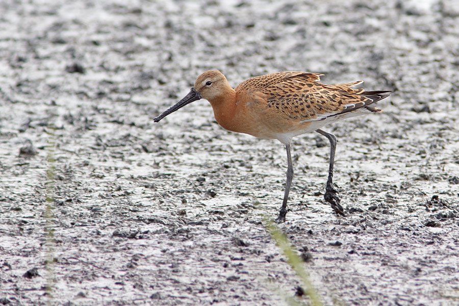 Islndsk rdspov / Black-tailed Godwit Limosa limosa islandica 