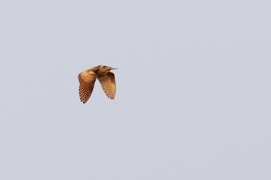 Rrdrom / Bittern Botaurus stellaris