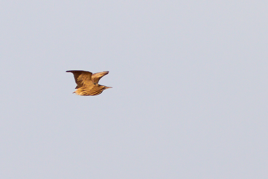 Rrdrom / Bittern Botaurus stellaris