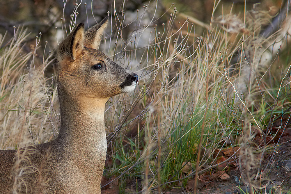 Rdjur / Roe Deer Capreolus capreolus