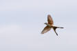 Siccor-tailed Flycatcher Tyrannus forficatus