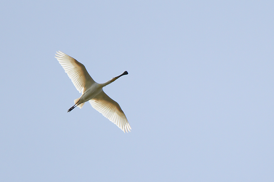 Skedstork / Spoonbill Platalea leucorodia 